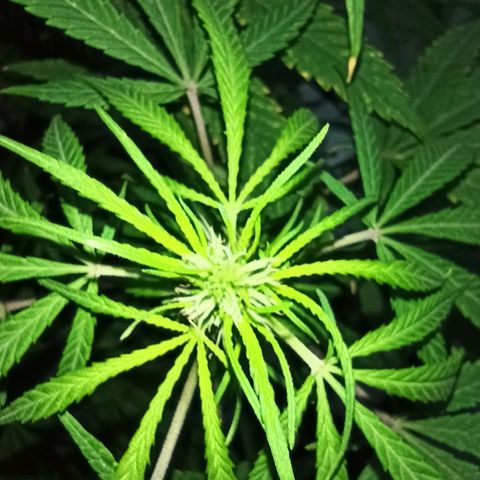 007 growlog timeline photo