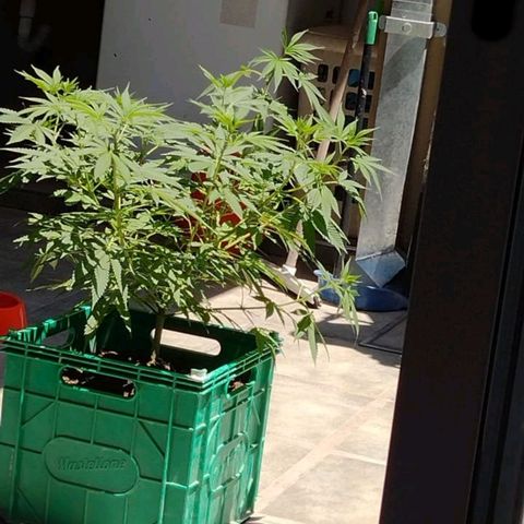 007 growlog timeline photo