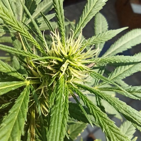 007 growlog timeline photo