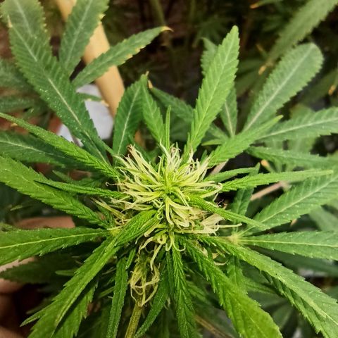 007 growlog timeline photo