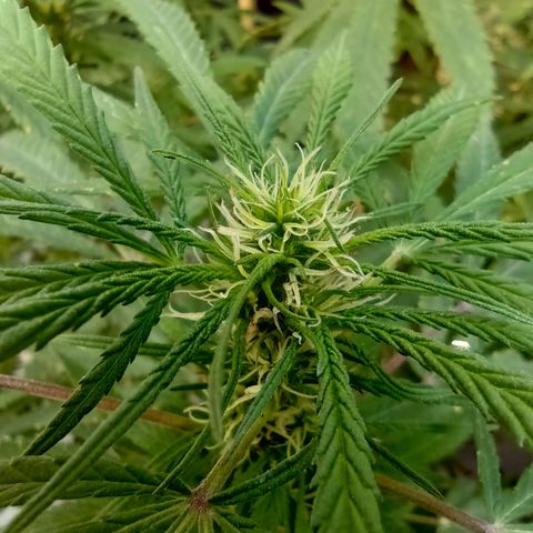007 growlog timeline photo
