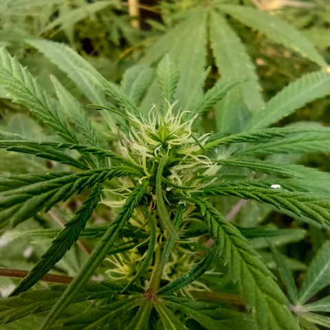 007 growlog timeline photo
