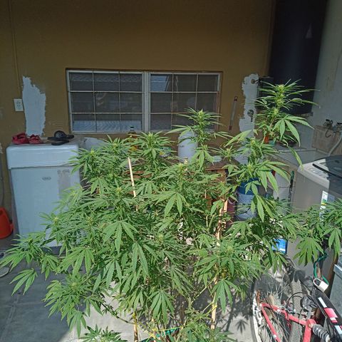007 growlog timeline photo