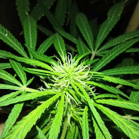 007 growlog timeline photo