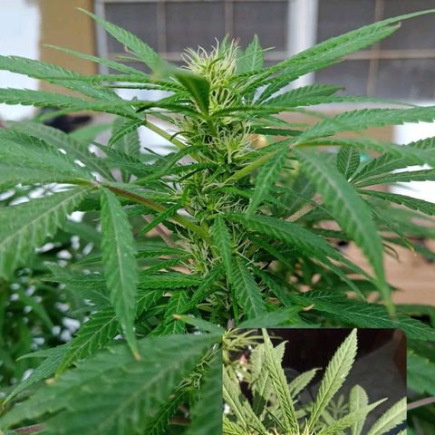 007 growlog timeline photo