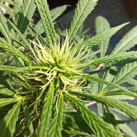 007 growlog timeline photo