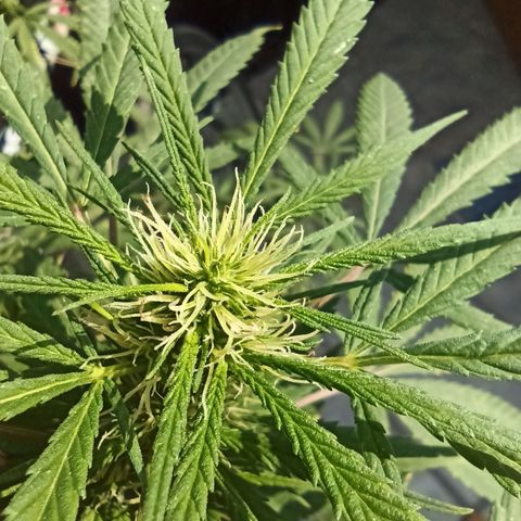007 growlog timeline photo