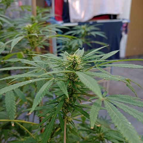007 growlog timeline photo