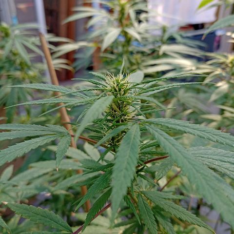 007 growlog timeline photo