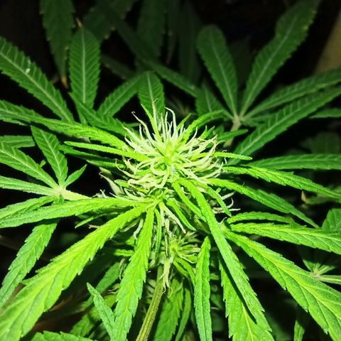 007 growlog timeline photo