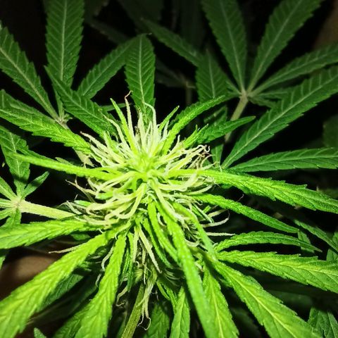 007 growlog timeline photo