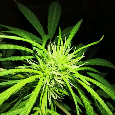 007 growlog timeline photo