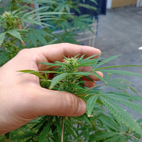 007 growlog timeline photo