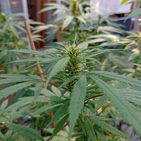 007 growlog timeline photo