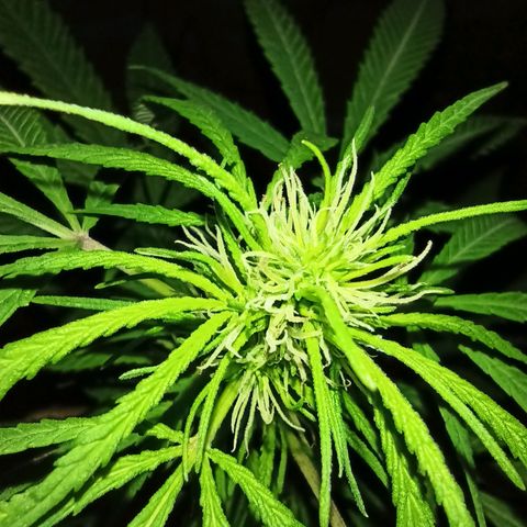 007 growlog timeline photo