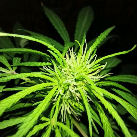 007 growlog timeline photo