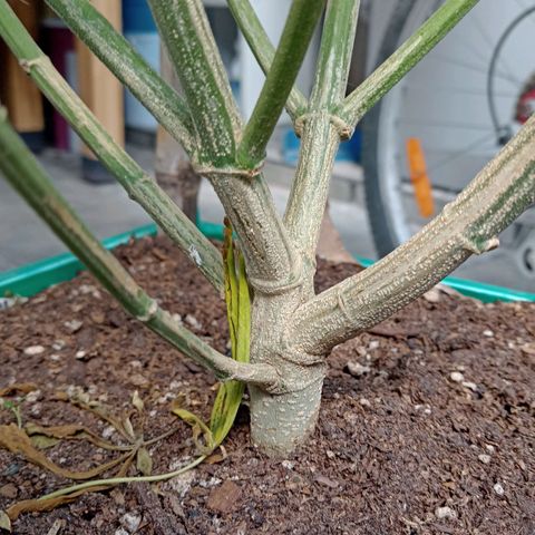 007 growlog timeline photo