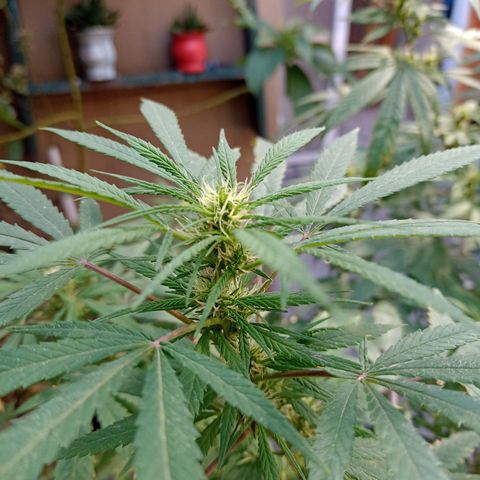 007 growlog timeline photo