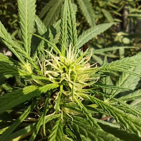 007 growlog timeline photo