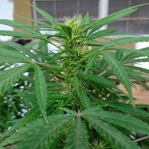 007 growlog timeline photo