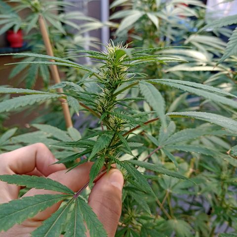 007 growlog timeline photo