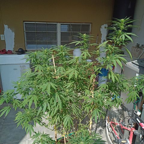 007 growlog timeline photo