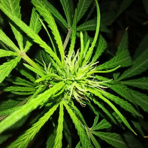 007 growlog timeline photo