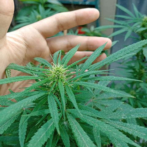 007 growlog timeline photo