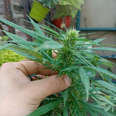 007 growlog timeline photo