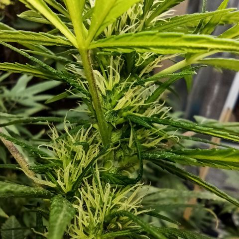 007 growlog timeline photo