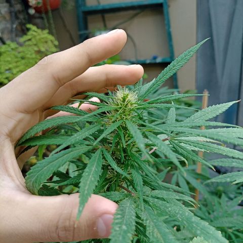 007 growlog timeline photo
