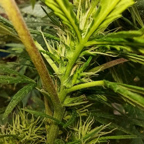 007 growlog timeline photo