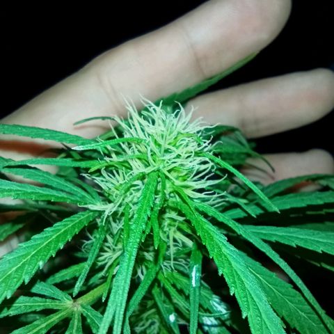 007 growlog timeline photo