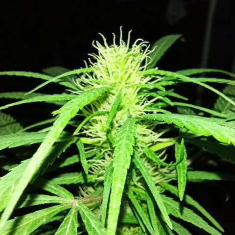 007 growlog timeline photo