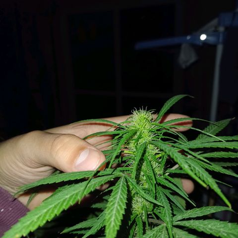 007 growlog timeline photo