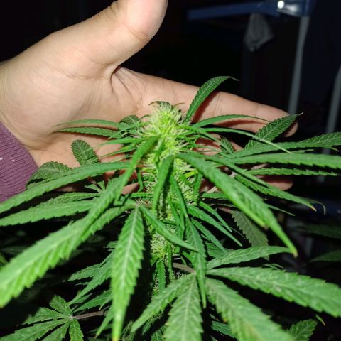 007 growlog timeline photo