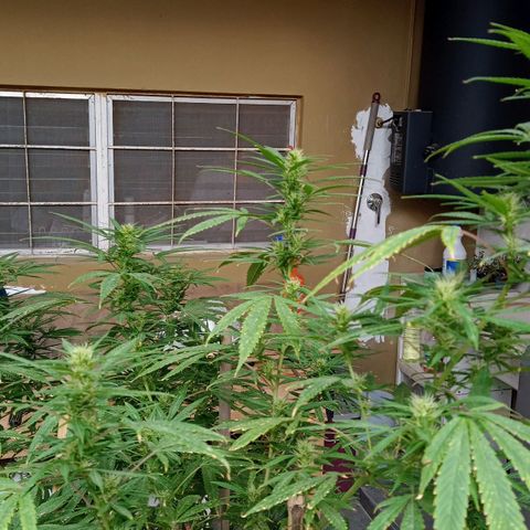 007 growlog timeline photo