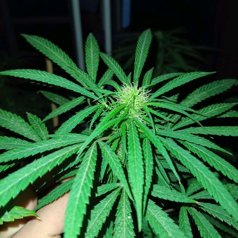 007 growlog timeline photo