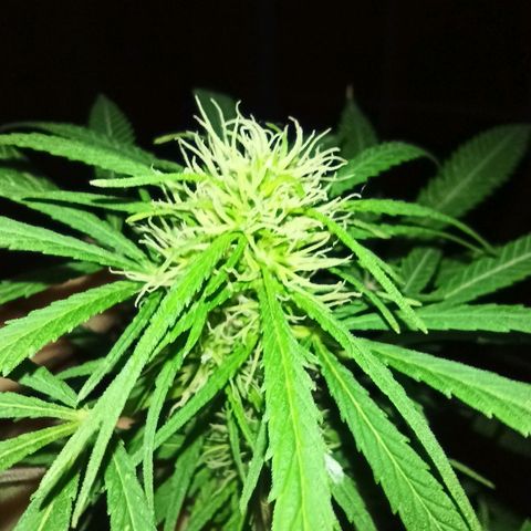 007 growlog timeline photo