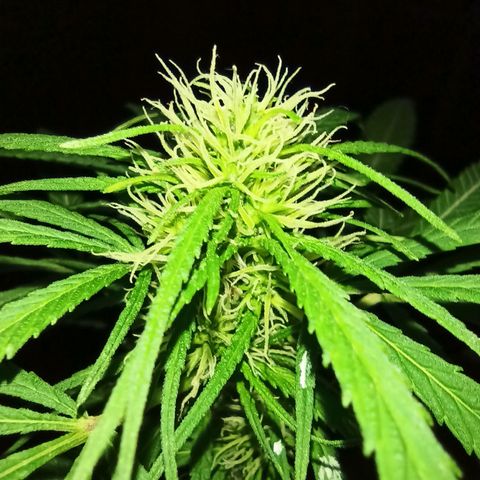 007 growlog timeline photo