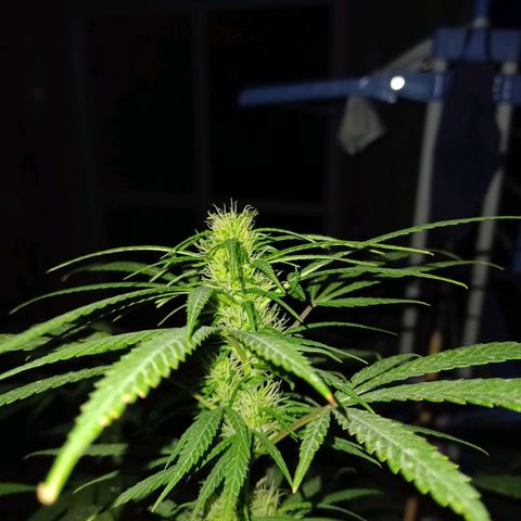 007 growlog timeline photo