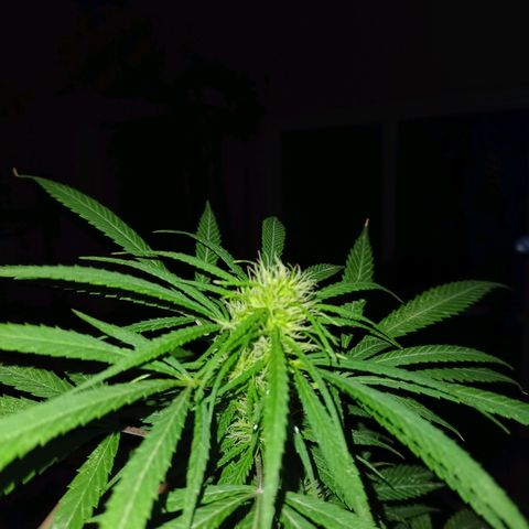007 growlog timeline photo
