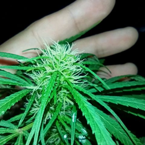 007 growlog timeline photo