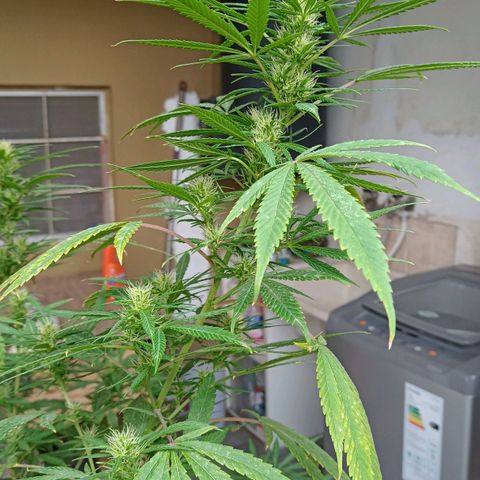 007 growlog timeline photo