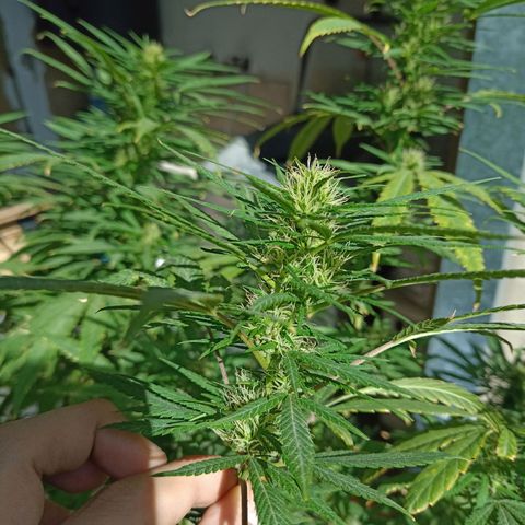 007 growlog timeline photo