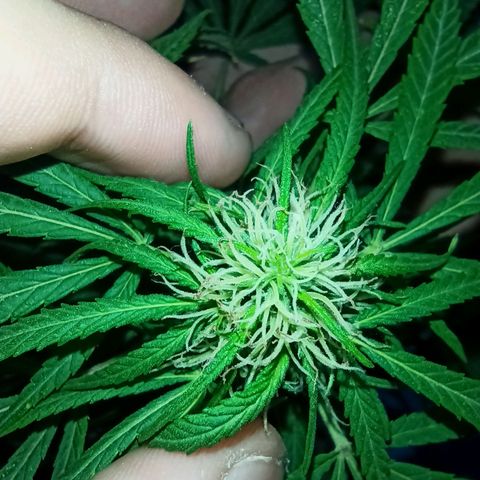 007 growlog timeline photo