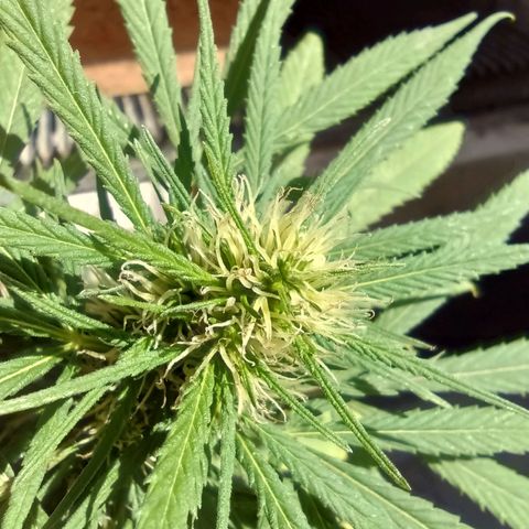 007 growlog timeline photo