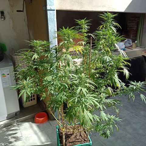 007 growlog timeline photo