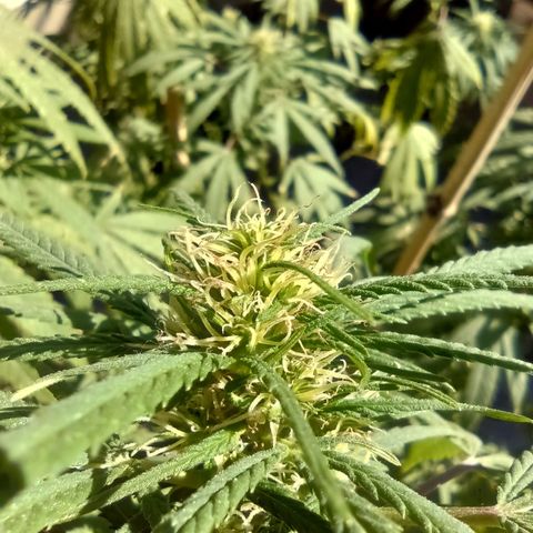007 growlog timeline photo