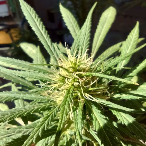 007 growlog timeline photo